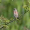 Linnet